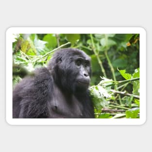 Female Gorilla in Kigali National Park, Uganda Sticker